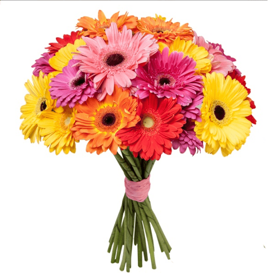 Цветы с доставкой герберы заказ цветов доставка букетов от 1000