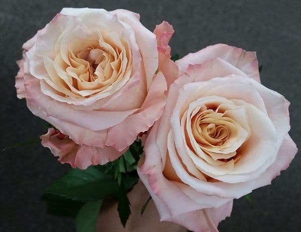 Крупная кустовая пионовидная роза правда доставка цветов