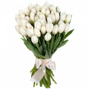 Тюльпаны белые 25 штук