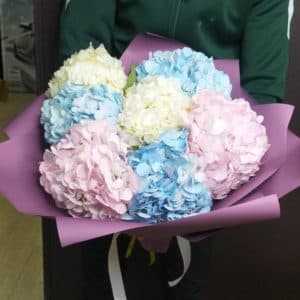 Купить гортензии в москве недорого цветы пенза с доставкой