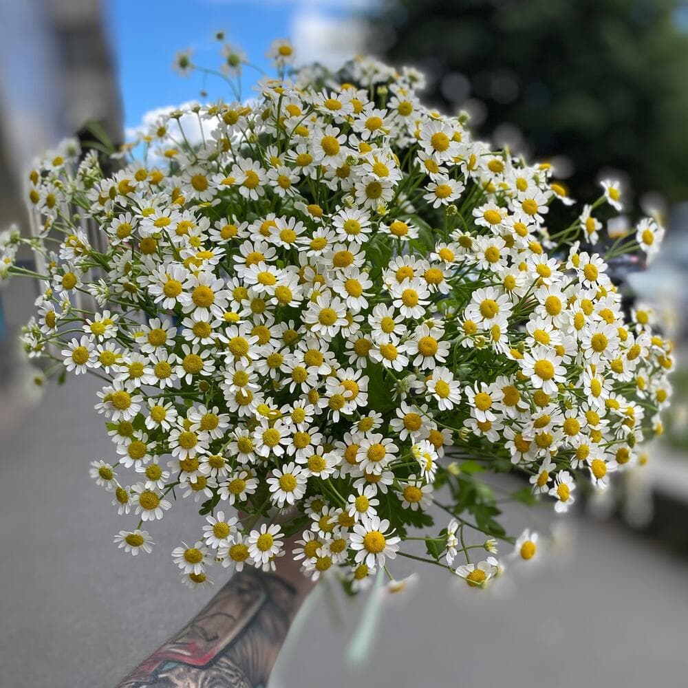 Ромашка кустиком. Ромашка кустиком