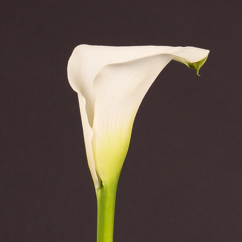 Калла белокрыльник комнатная. Каллы монобукет. Каллы коломбо пайкс. Калла аваланч. Калла каптейн вентура.