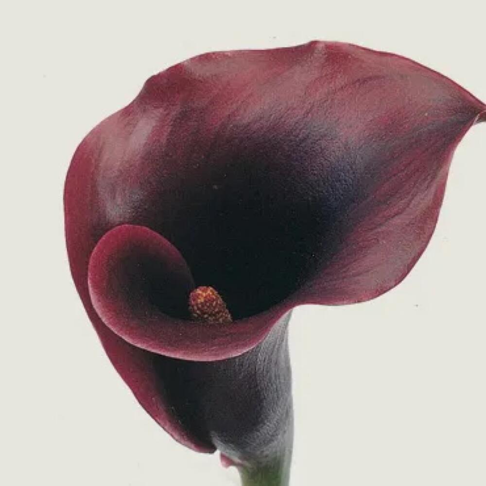 Калл ме. Калла пурпл сенсейшен. Калла эфиопская белая. Калла эквадор. Калл ме.