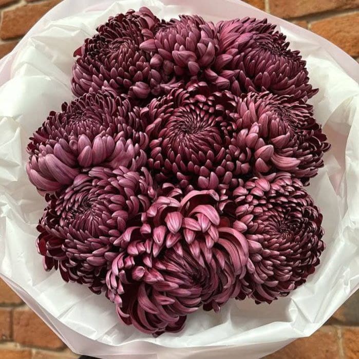 photo_5280968079678575275_x