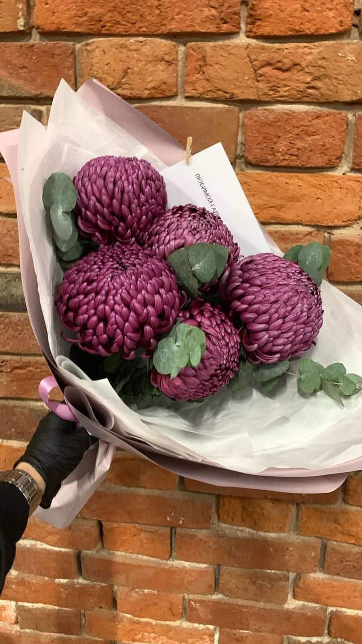 photo_5280968079678575277_y