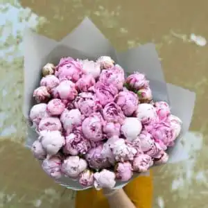 Пионы 35 шт